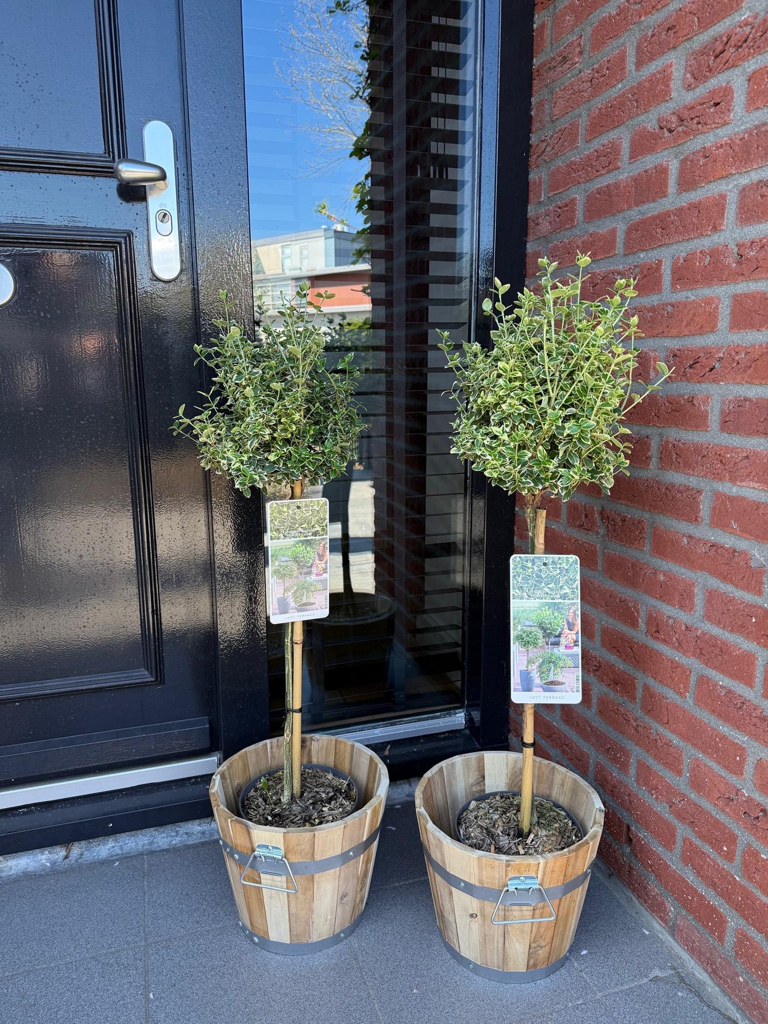 Plant op Stam - Euonymus fortunei Emerald Gaiety -Terras Plant - Bladhoudend - Winterhard - Groen-Grijs Blad - Pot 19cm Hoogte 90cm