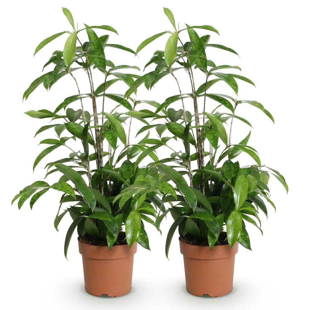 Green is... Kamerplanten - Dracaena surculosa - Drakenbloedboom - Weinig onderhoud - Groen - 2 Planten - Pot 17cm - Hoogte 60-70cm
