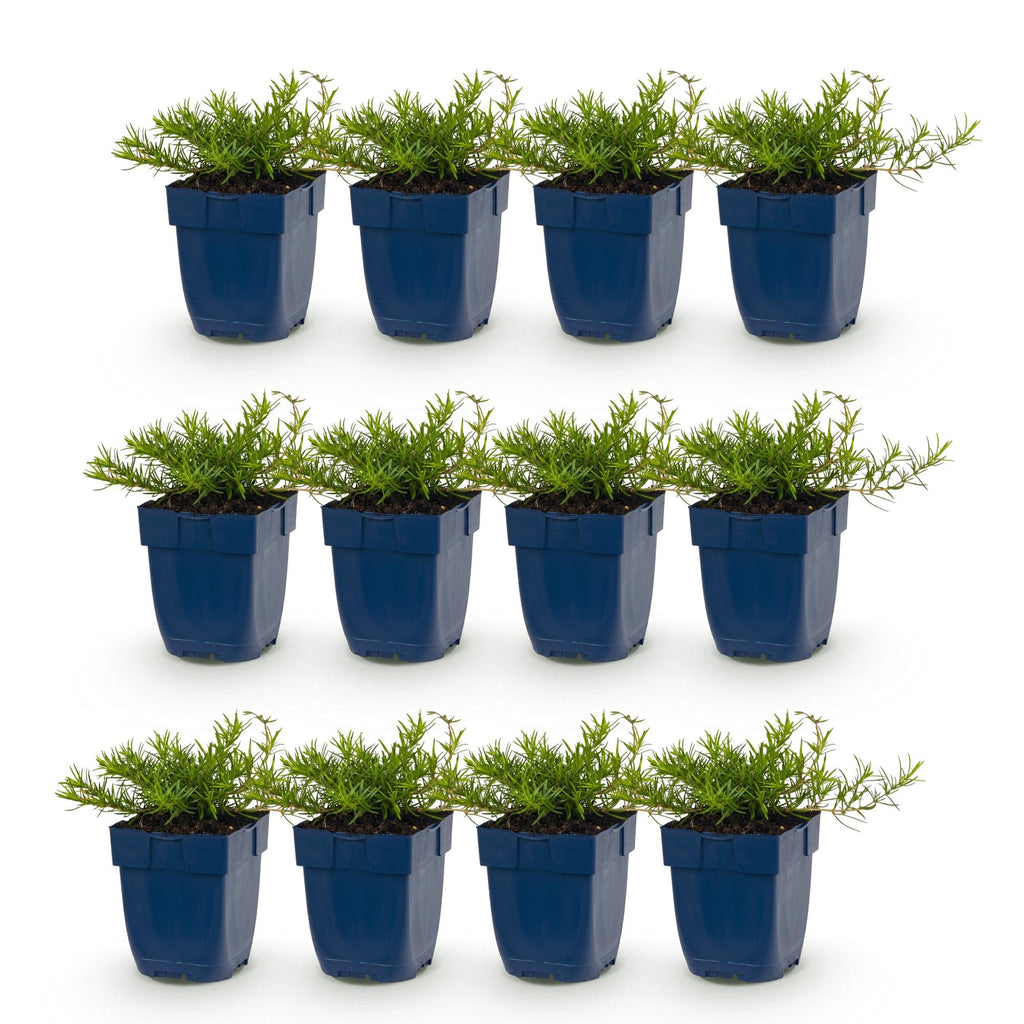 Vasteplant - Phlox Tricolour - Vlambloem - Bodembedekkend - Paars - Roze - Wit - 12 Planten - Pot 11cm - Hoogte 15-25cm