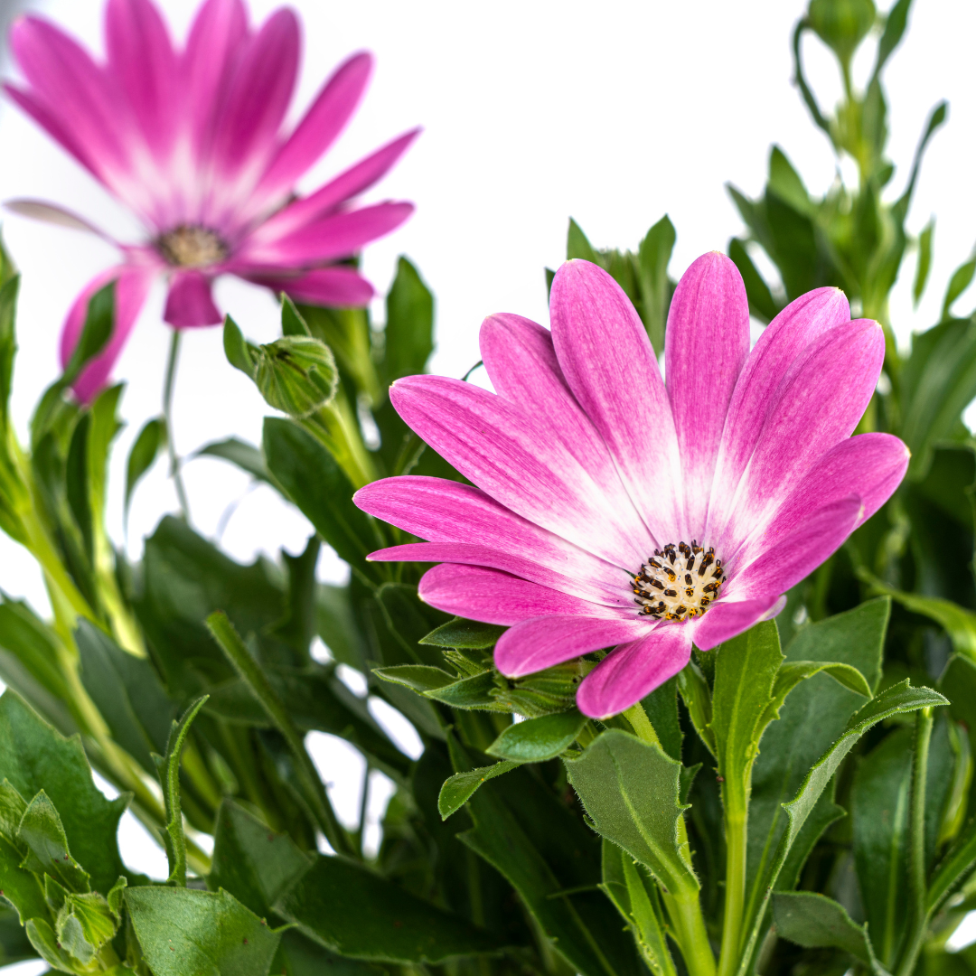 8x Osteospermum Ecklonis Pink Ø12 cm - ↕20 cm
