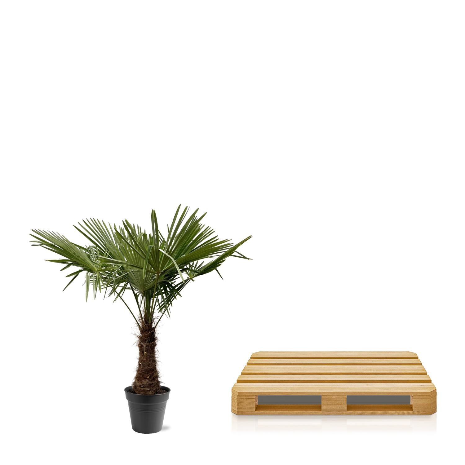 Trachycarpus Fortuneii - 220 - 240cm - Ø40-45