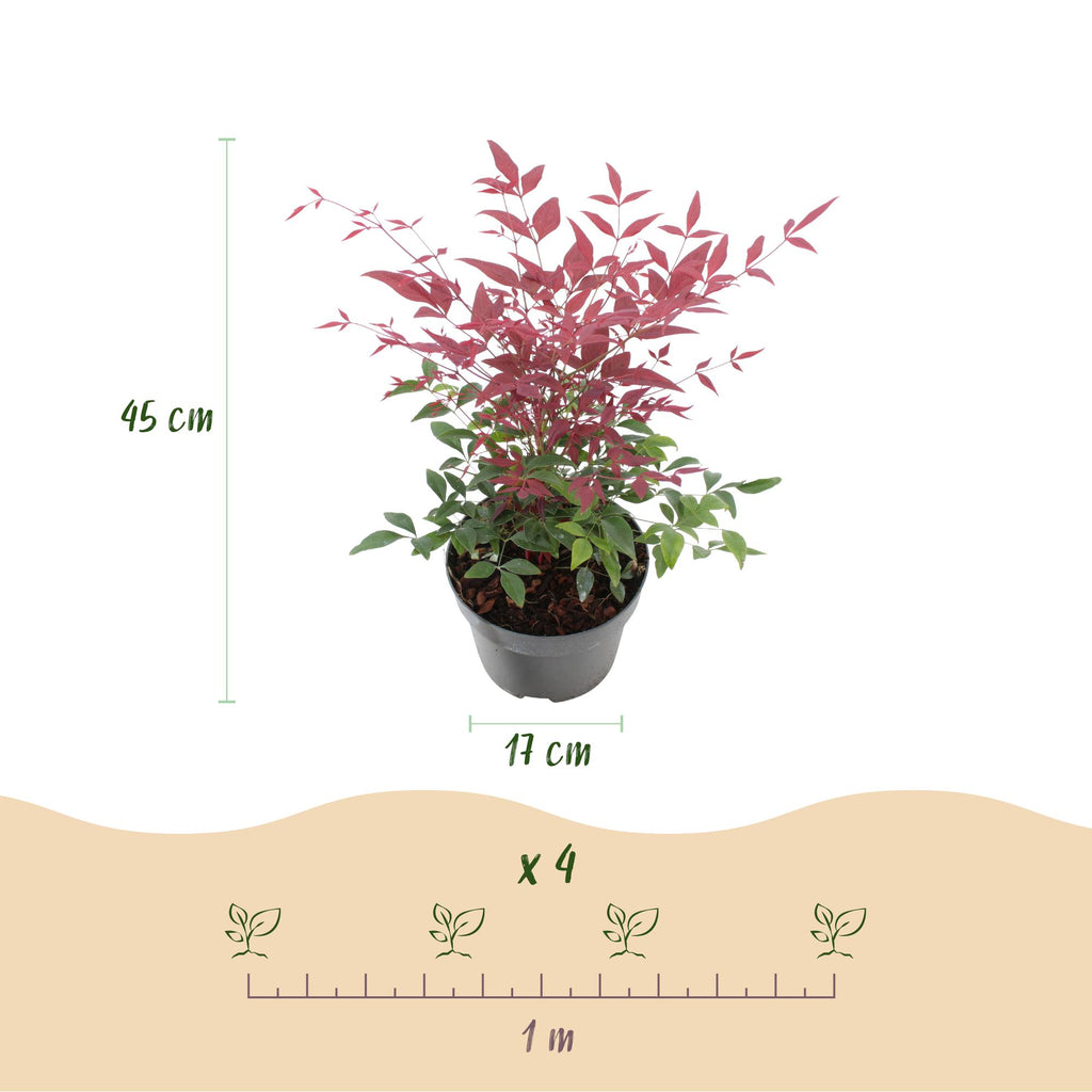 Tuinplant - Nandina Tricolour - Geel & Rood & Oranje - 3 Planten - Groenblijvend - Weinig Onderhoud - Pot 17cm Hoogte 45cm