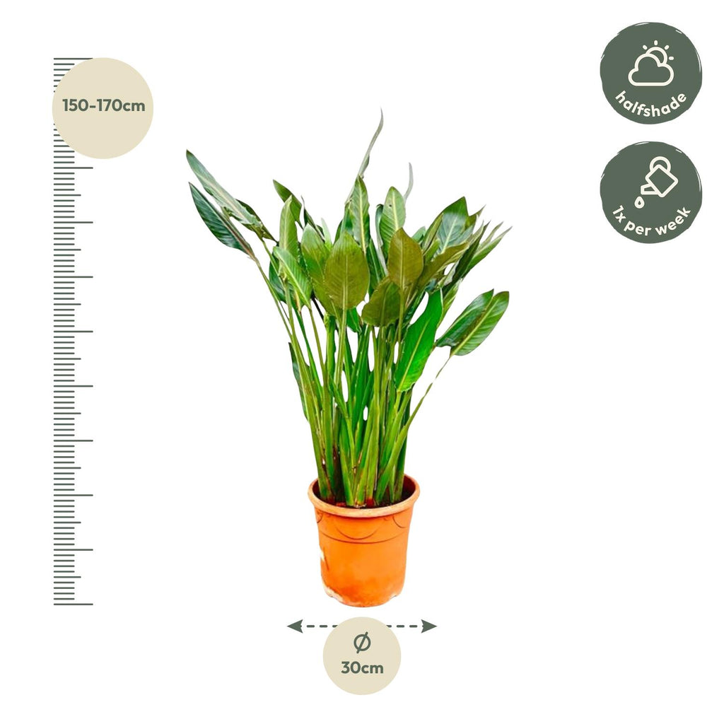 Strelitzia Reginae XL - 150cm - ⌀30