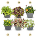 24x - Alpine mix - Ø7cm - ↕10-12cm