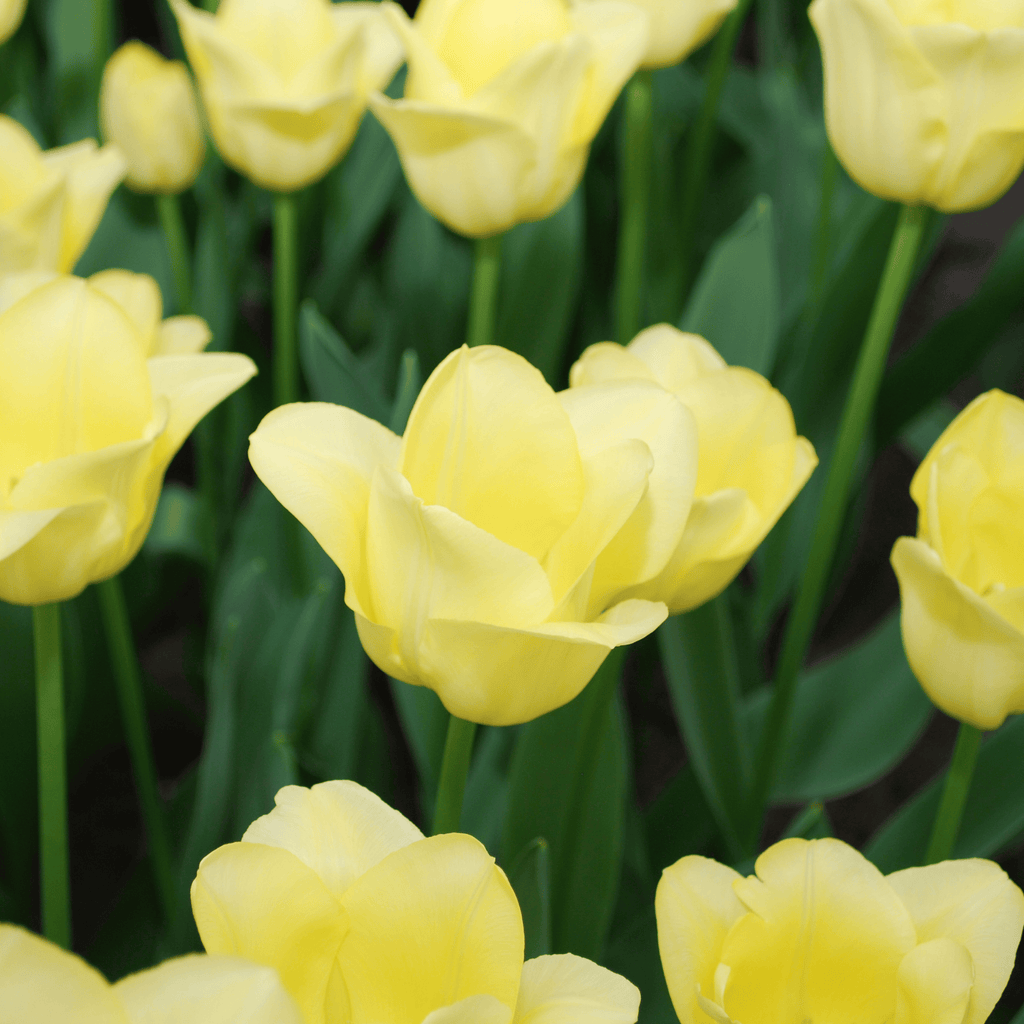 Tulpenbollen World Friendship – 20 Stuks | KH Bloembollen® | Lichtgele Tulp – Zacht, Vriendelijk & Elegant – Voor Tuin of Pot – Maat 11/12 – Vers van de Teler