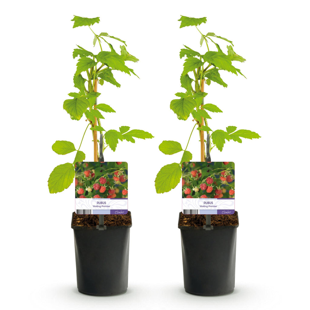 Fruitplant - Framboos - Rubus Mailing Promise  - Rode Framboos - 2 planten -  Pot 11cm Hoogte 40cm