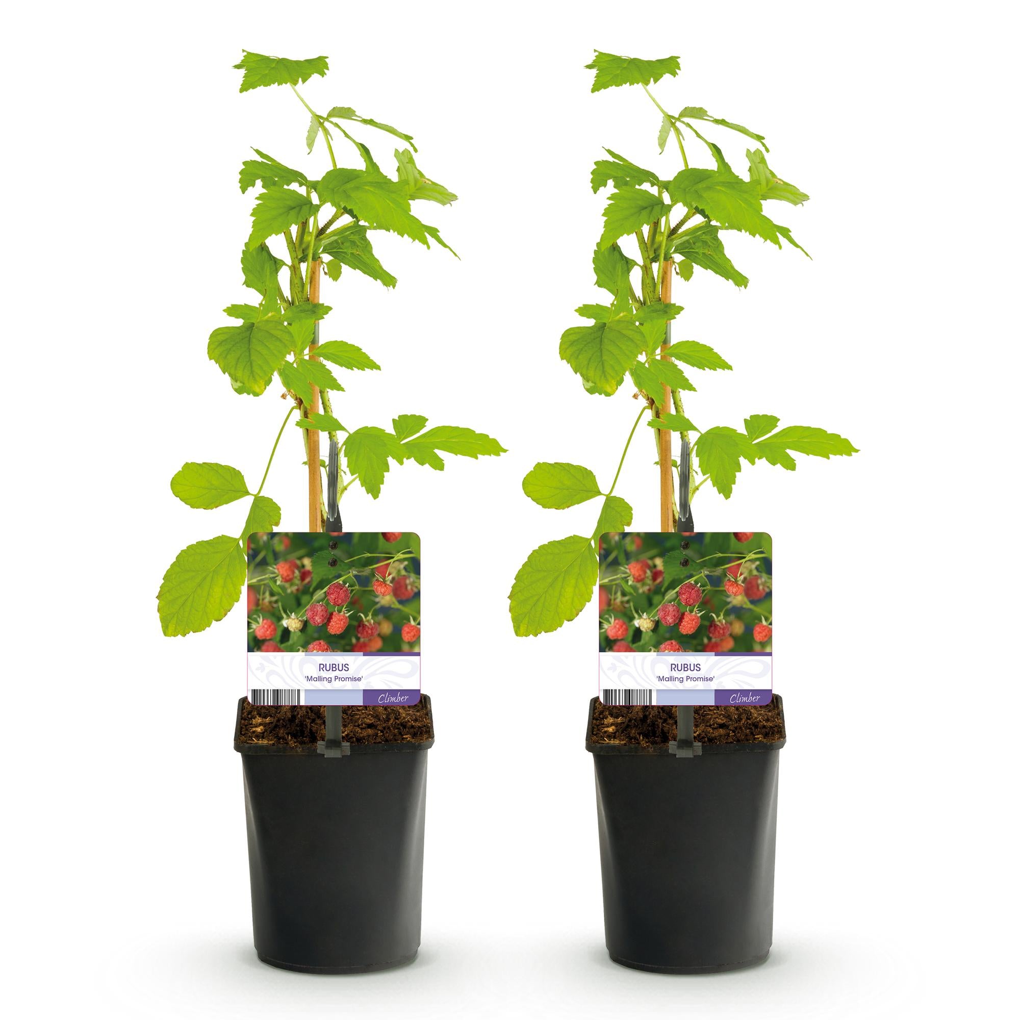 Fruitplant - Framboos - Rubus Mailing Promise  - Rode Framboos - 2 planten -  Pot 11cm Hoogte 40cm