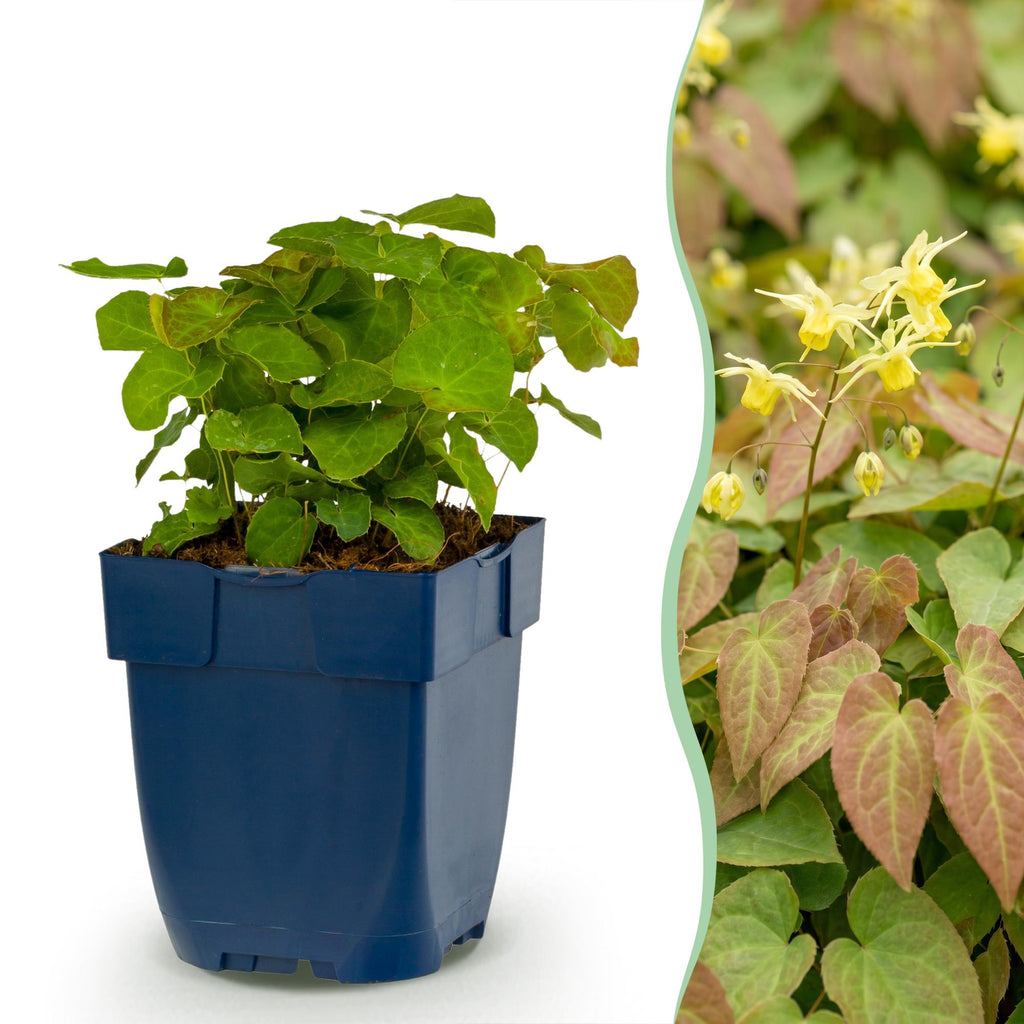 Vasteplant - Epimedium perralch. Frohnleiten - Elfenbloem - Schaduw - Geel - 12 Planten - Pot 11cm - Hoogte 15-25cm