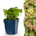 Vasteplant - Epimedium perralch. Frohnleiten - Elfenbloem - Schaduw - Geel - 12 Planten - Pot 11cm - Hoogte 15-25cm