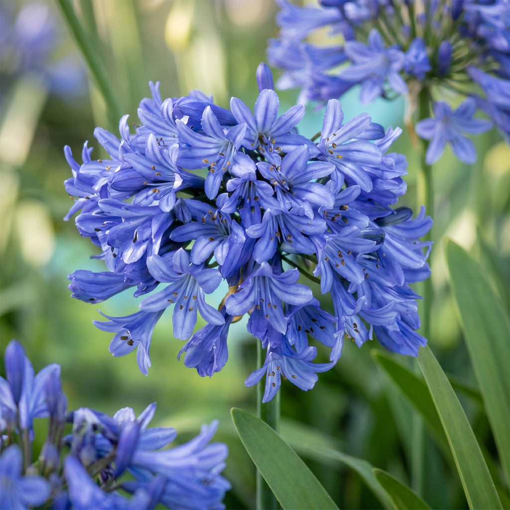 Vasteplant - Agapanthus africanus - Afrikaanse Lelie - Bijen en Vlinderlokkers - Blauw - 3 Planten - Pot 11cm - Hoogte 15-25cm
