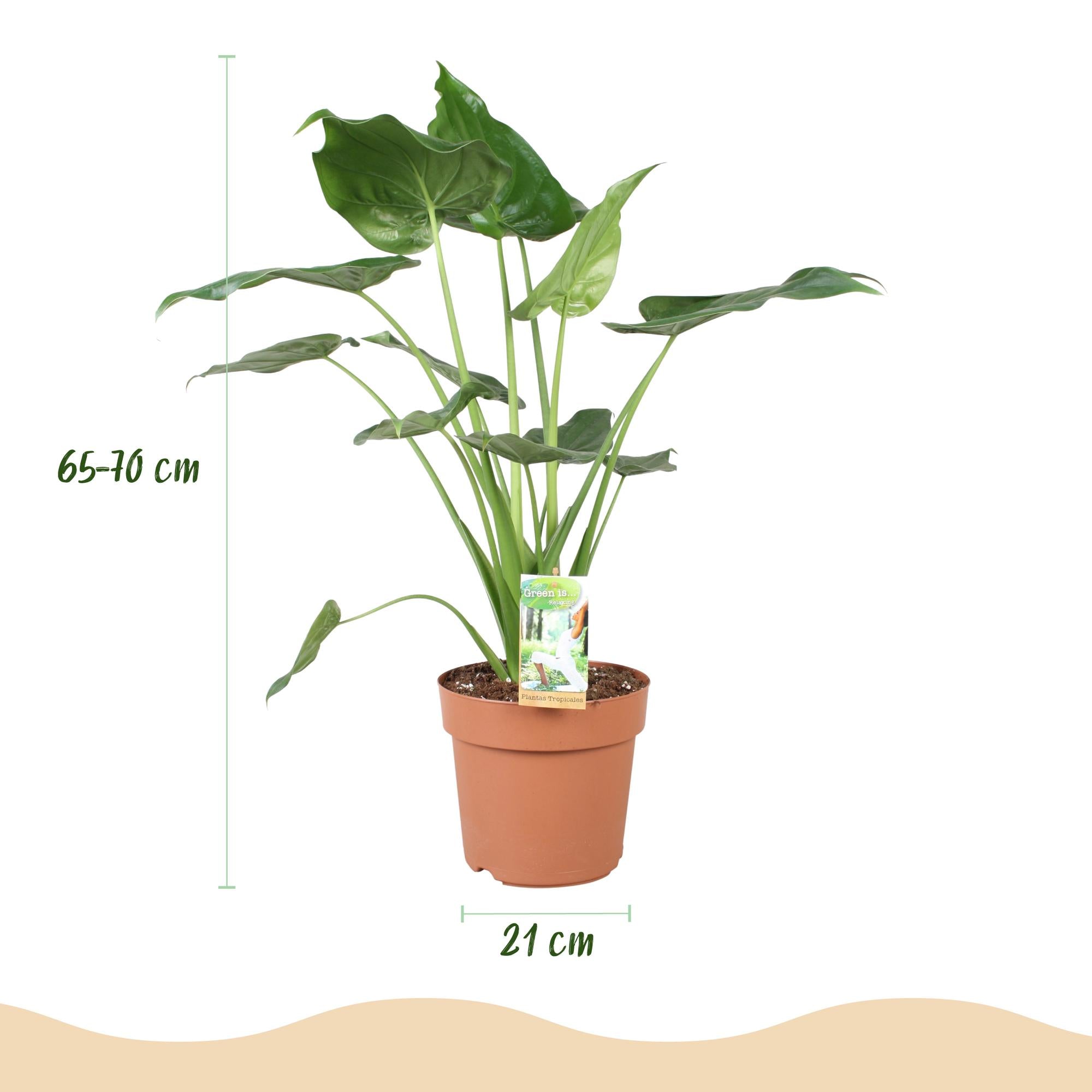 Kamerplanten - Alocasia Cucullata - Boeddha,s hand - Weinig onderhoud - Groen - 1 Plant - met Potter Grijs - Pot 21cm - Hoogte 65-70cm