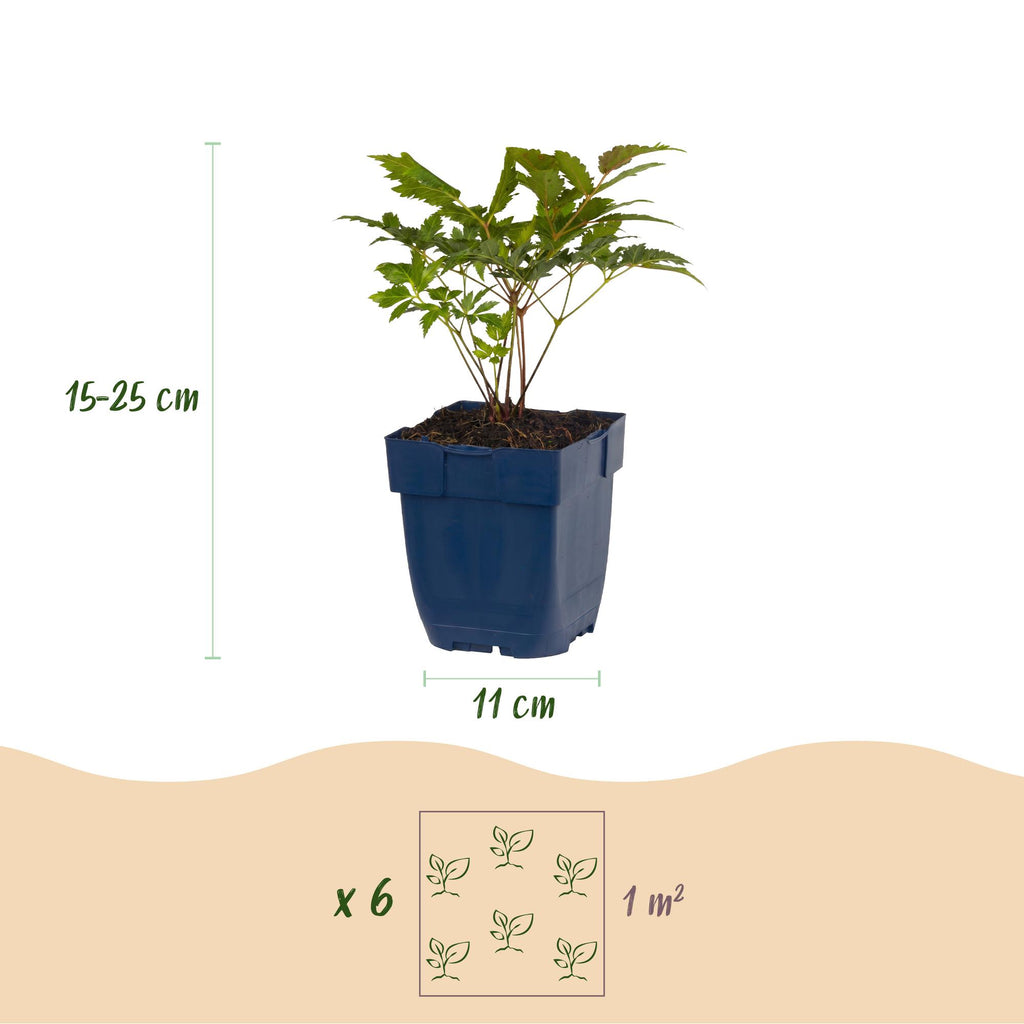 Vasteplant - Astilbe (A) Fanal - Pluimspirea - Schaduw - Rood - 12 Planten - Pot 11cm - Hoogte 15-25cm