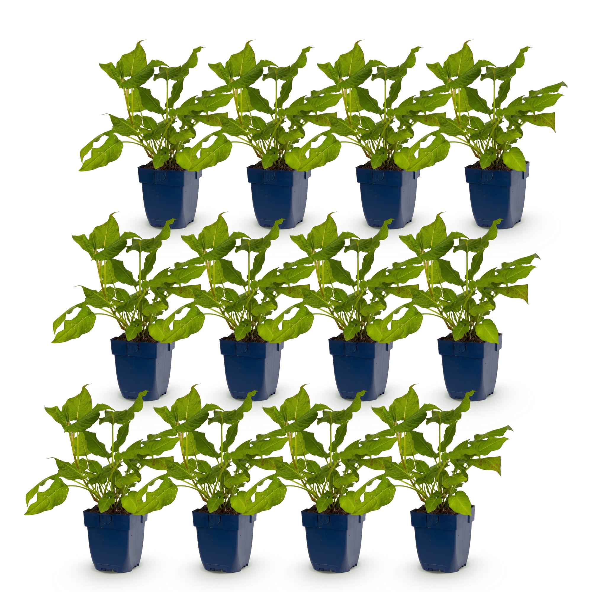 Vasteplant - Persicaria amplexicaulis - Duizendknoop - Bijen en Vlinderlokkers - Rood - 12 Planten - Pot 11cm - Hoogte 15-25cm