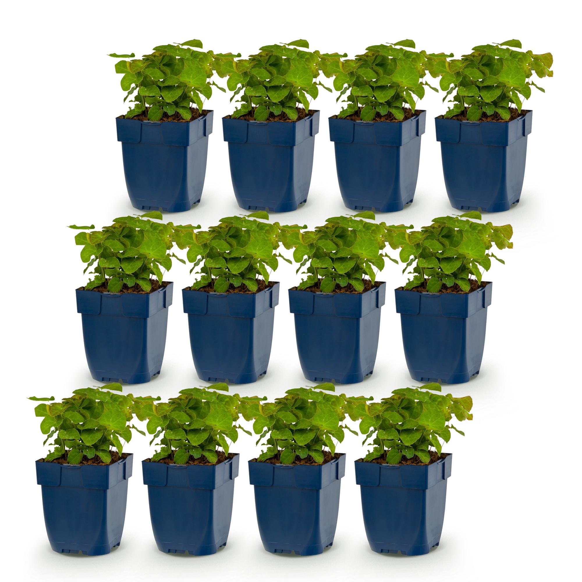Vasteplant - Epimedium perralch. Frohnleiten - Elfenbloem - Schaduw - Geel - 12 Planten - Pot 11cm - Hoogte 15-25cm