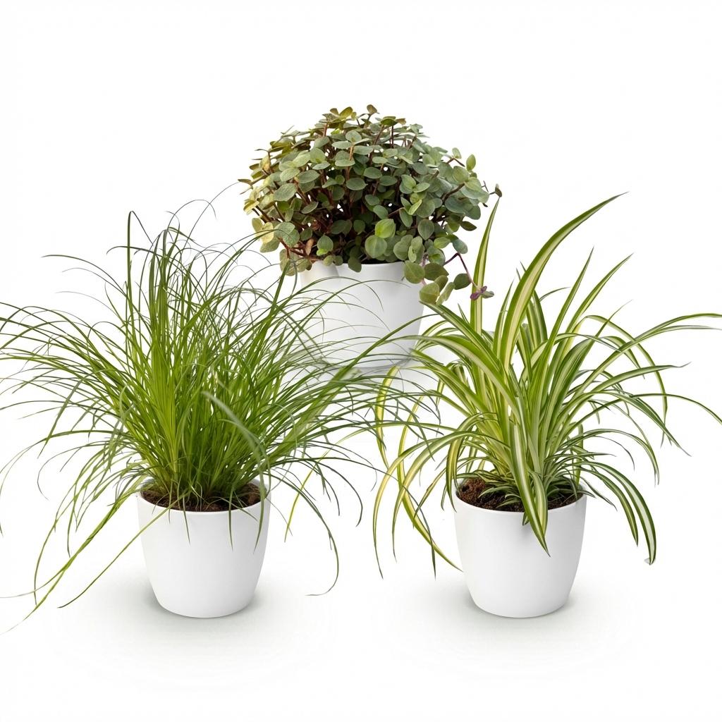 Kamerplant - Cyperus - Calissia - Chlorophytum - Mix van 3 - Huisdiervriendelijke Planten - Groen - 3 Planten - met Potter Wit - Pot 12cm - Hoogte 20cm
