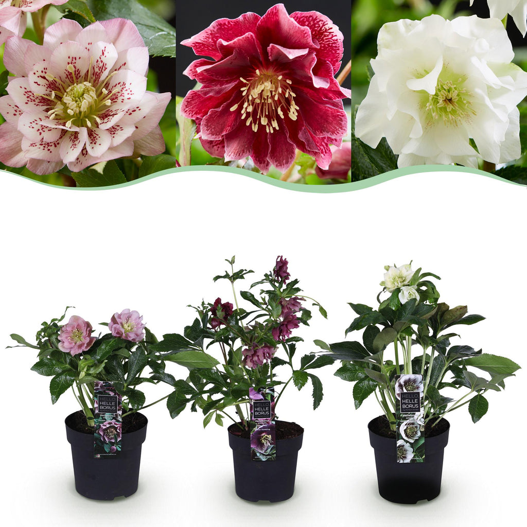 Tuinplant - Lenten Rose - Helleborus orientalis Double Tricolour - Roze - Rode - Witte Bloem -3 Planten - Groenblijvend - Pot 14cm Hoogte 35cm