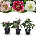 Tuinplant - Lenten Rose - Helleborus orientalis Double Tricolour - Roze - Rode - Witte Bloem -3 Planten - Groenblijvend - Pot 14cm Hoogte 35cm