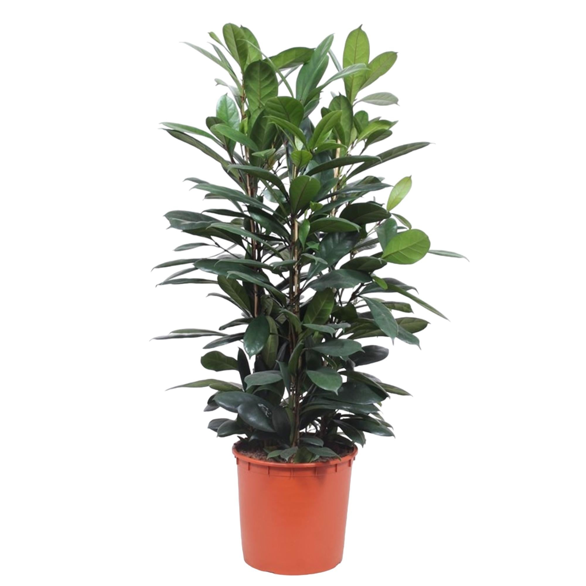 Ficus Cyathistipula struik - 140 cm - ø34