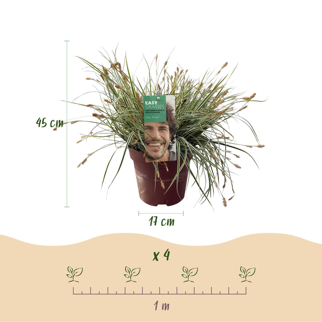 Siergrassen - Carex oshimensis Everest - Wit en Groen - 1 Plant - Groenblijvend - Winterhard - Pot 17cm Hoogte 50cm