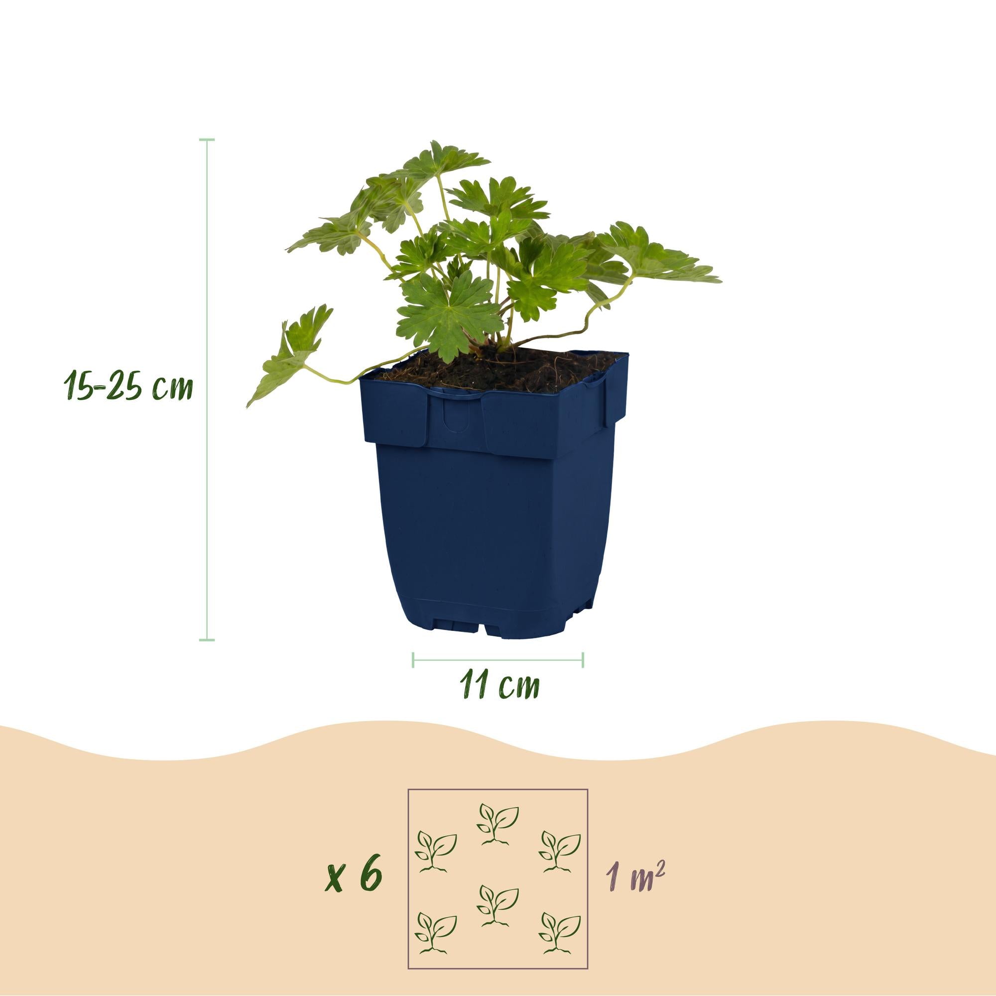Vasteplant - Geranium 'Rozanne' - Ooievaarsbek - Bodembedekkend - Blauw - 3 Planten - Pot 11cm - Hoogte 15-25cm