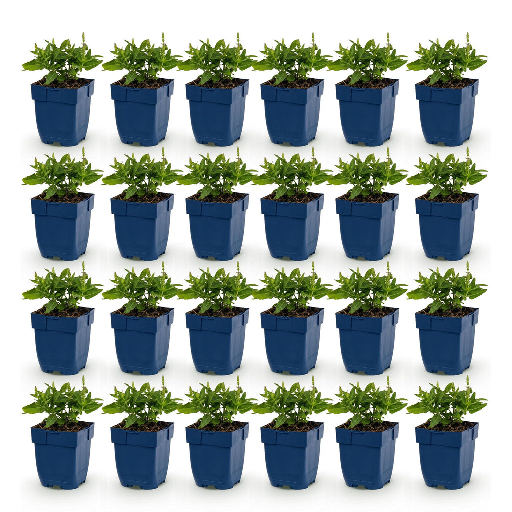 Vasteplant - Salvia nem. Sense Deepl Blue - Salie - Bijen en Vlinderlokkers - Paars - 24 Planten - Pot 11cm - Hoogte 15-25cm