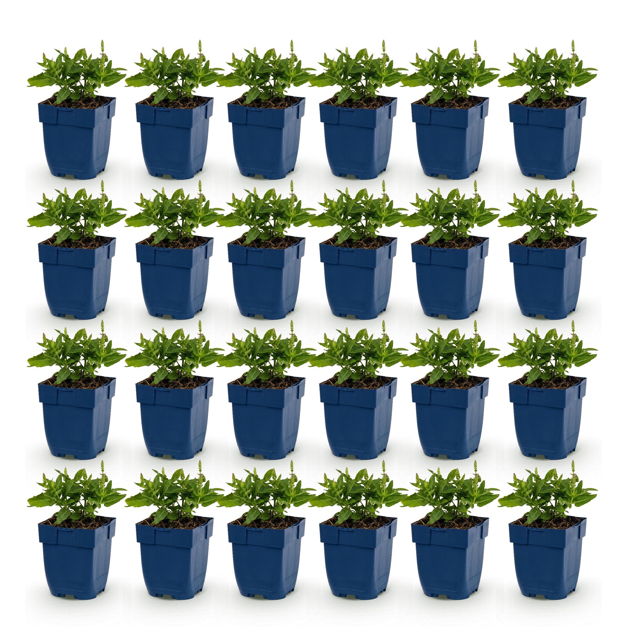 Vasteplant - Salvia nem. Sense Deepl Blue - Salie - Bijen en Vlinderlokkers - Paars - 24 Planten - Pot 11cm - Hoogte 15-25cm