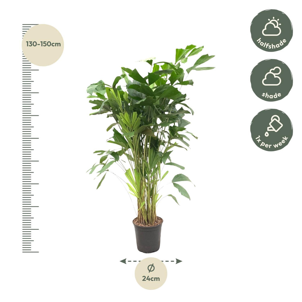 Caryota Mitis - 150 cm - ø27