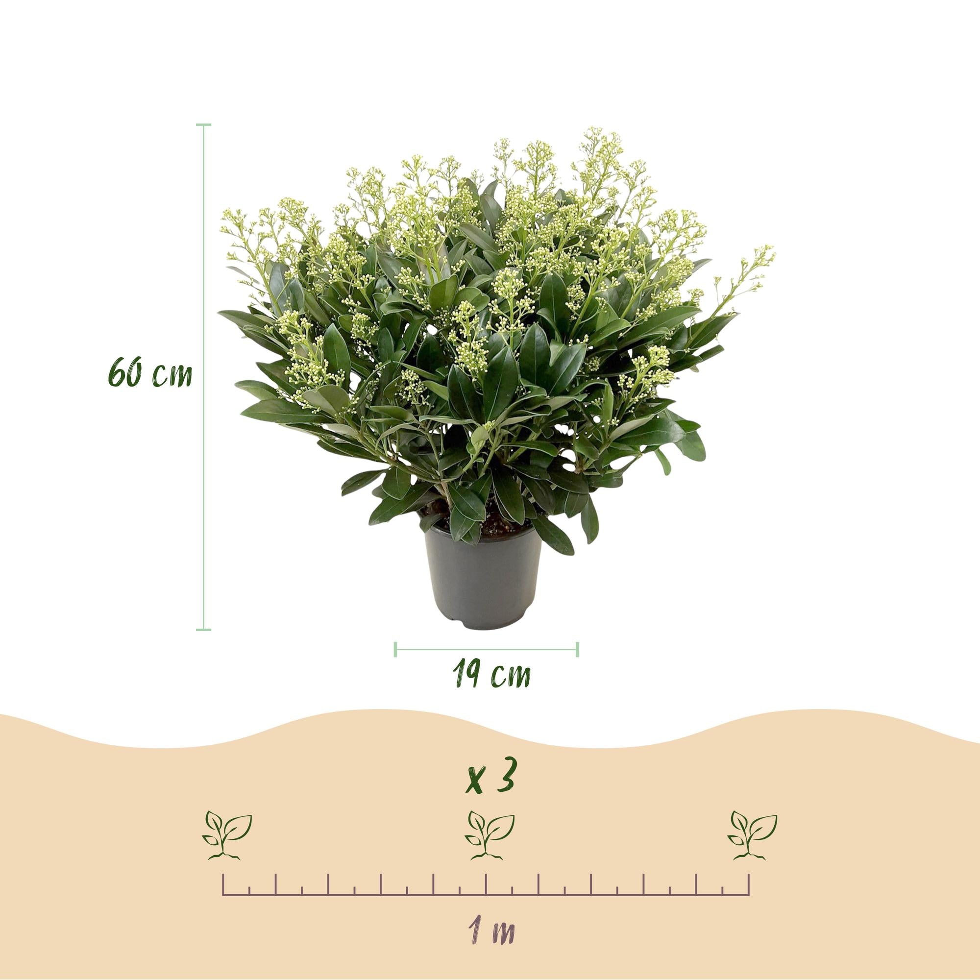 Terrasplant - Skimmia japonica Finchy - Bloem Wit - 40+ Bloemen - 2 Plant - Winterhard - Pot 19cm Hoogte 60cm