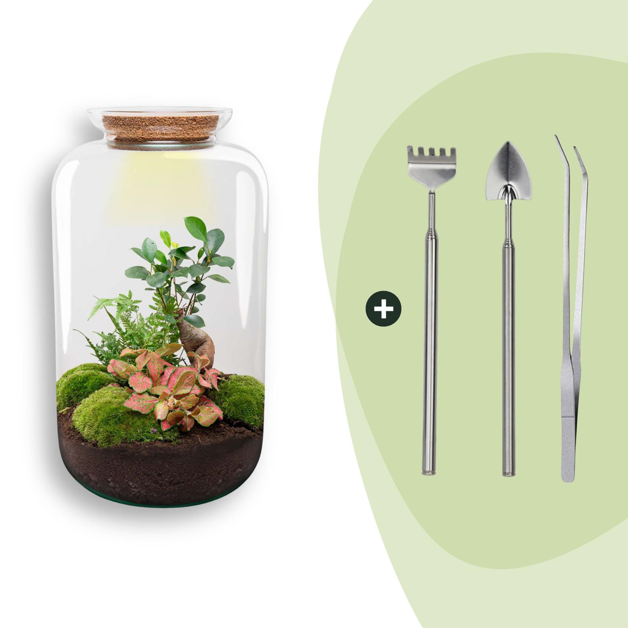 DIY terrarium - Sven XL Bonsai - Met verlichting - ↕ 43 cm - Rake + Shovel + Tweezer