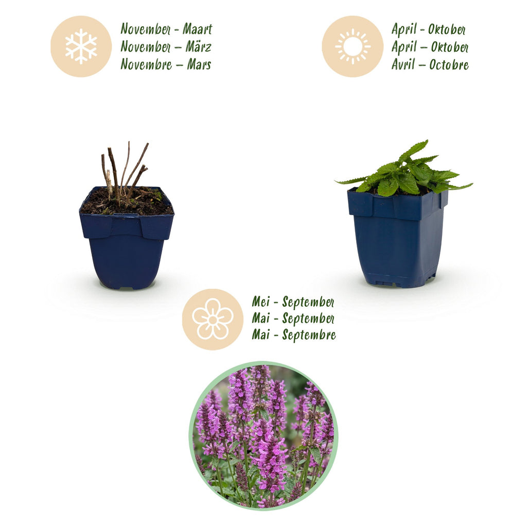 Vasteplant - Stachys mon. Hummelo - Ezeloor - Bijen- en vlinderlokkers - Paars - 12 Planten - Pot 11cm - Hoogte 15-25cm