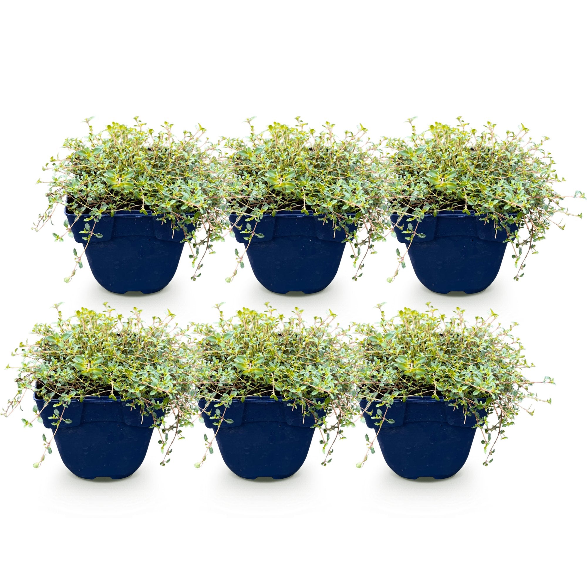 Vasteplant - Thymus praecox Minor - KruipTijm - Geurend - Roze - 6 Planten - Pot 11cm - Hoogte 15-25cm