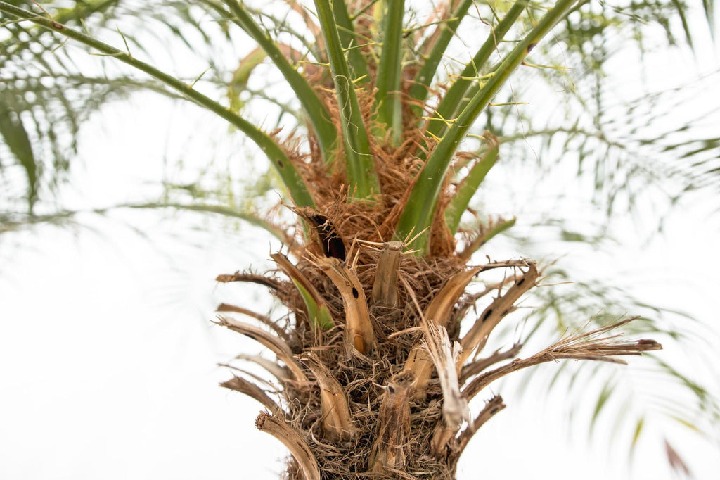Phoenix Roebelenii op stam - 190cm - 190cm