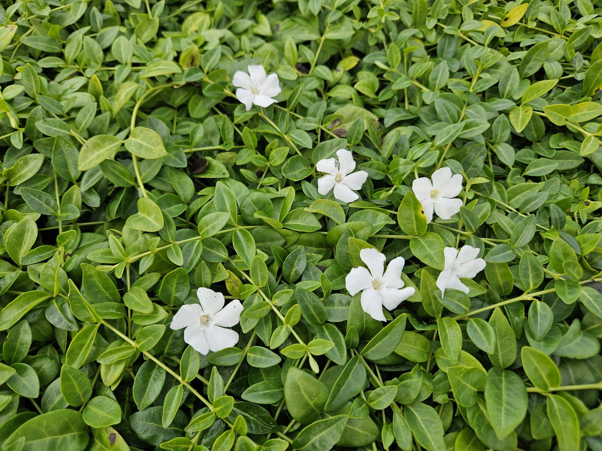 60x Vinca minor 'Gertrude Jekyll' - ↕10-25cm - Ø9cm