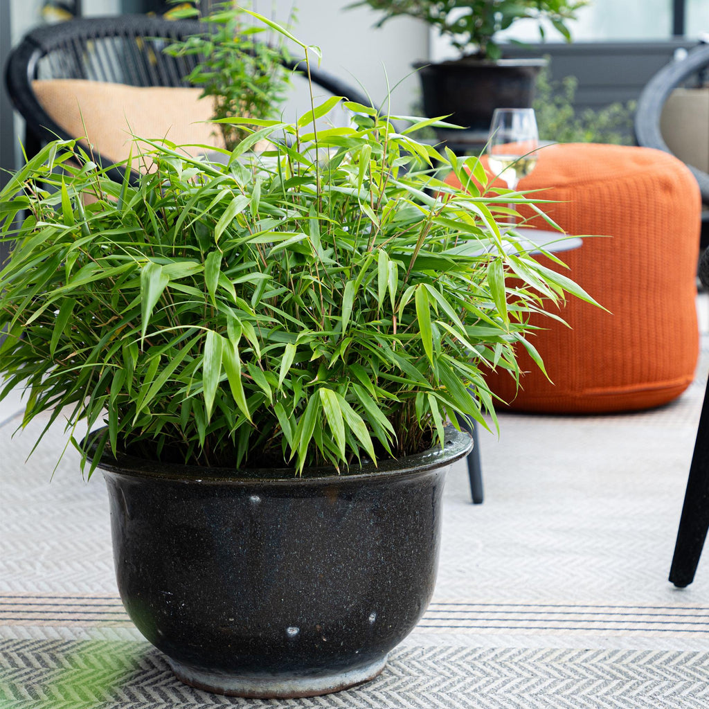 Bamboe - Fargesia Rufa - Bladhoudend - Niet Woekerend - Groen - 6 Planten - Pot 14cm - Hoogte 35cm