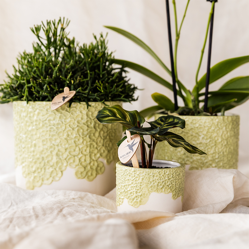 Kolibri Home | Bloom sierpot - Green - Ø12cm