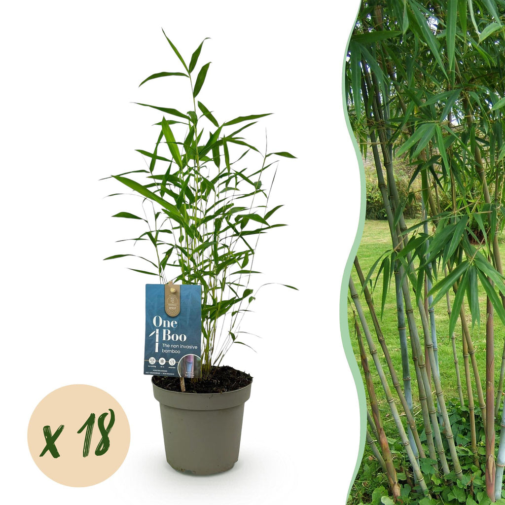 Bamboe - Fargesia Blue Dragon - Bladhoudend - Niet Woekerend - Groen - 18 Planten - Pot 14cm - Hoogte 35cm