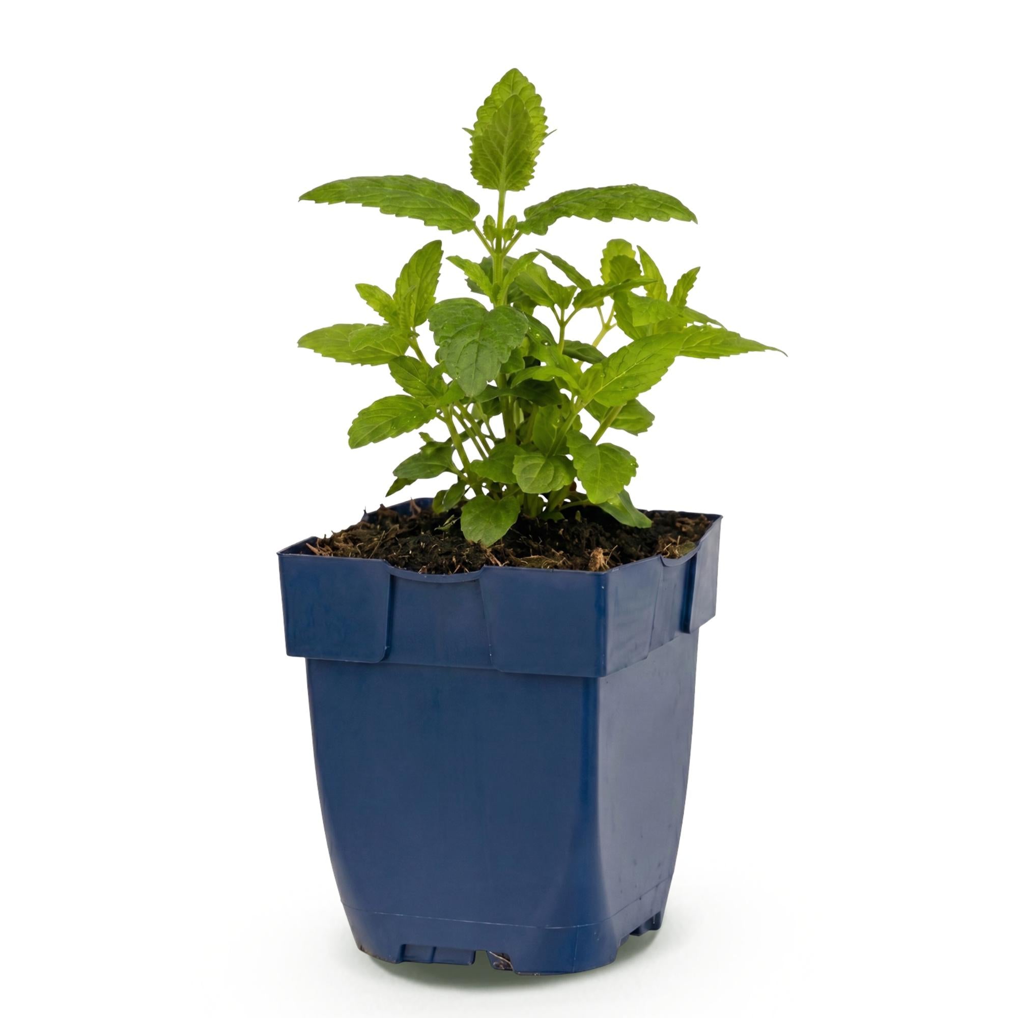 Vasteplant - Nepeta nerv. Neptune - Kattenkruid - Bijen en Vlinderlokkers - Paars - 1 Plant - Pot 11cm - Hoogte 15-25cm