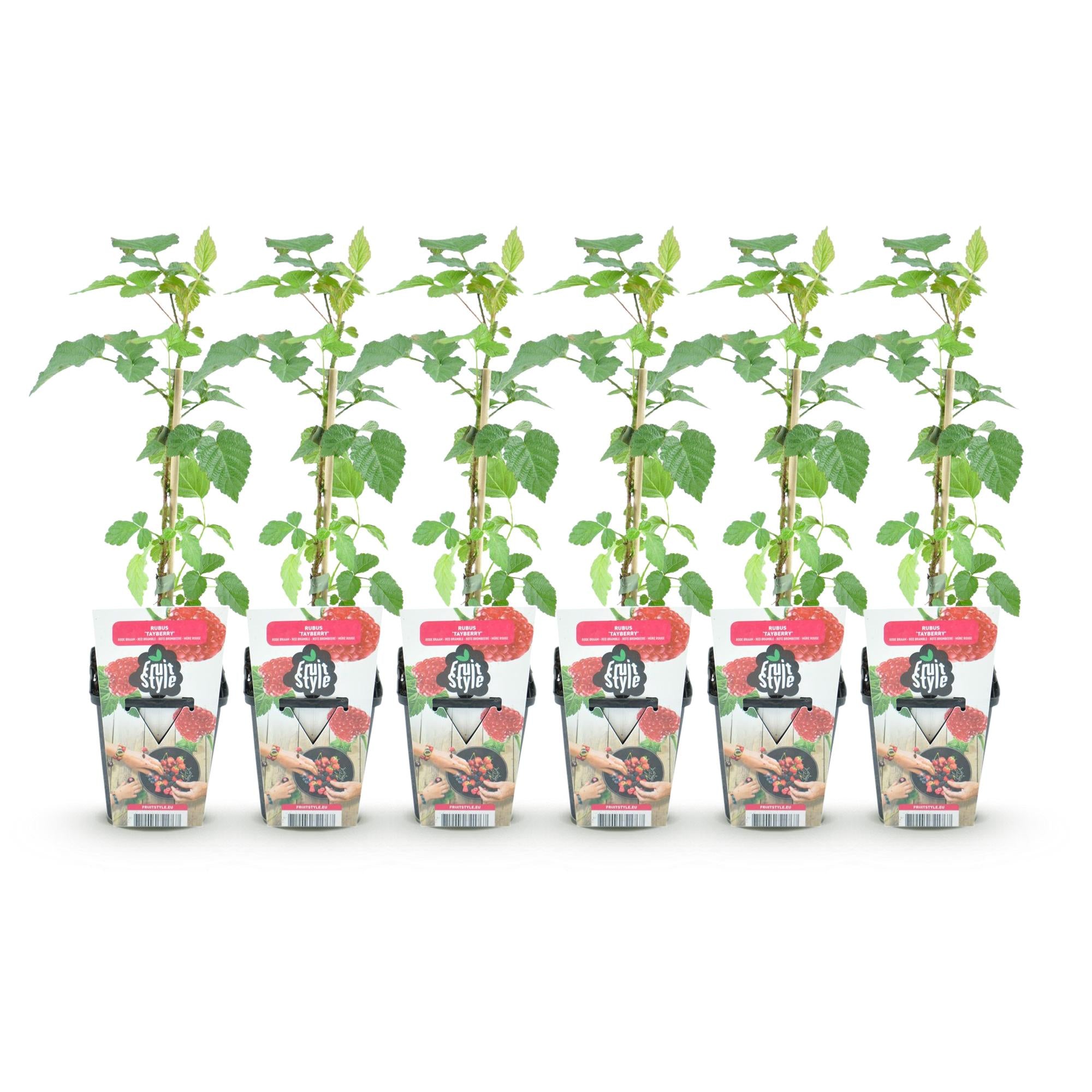Fruitplanten - Taybes - Rubus Tayberry - Winterhard - 6 Planten - Pot 9 cm - Rode Bes