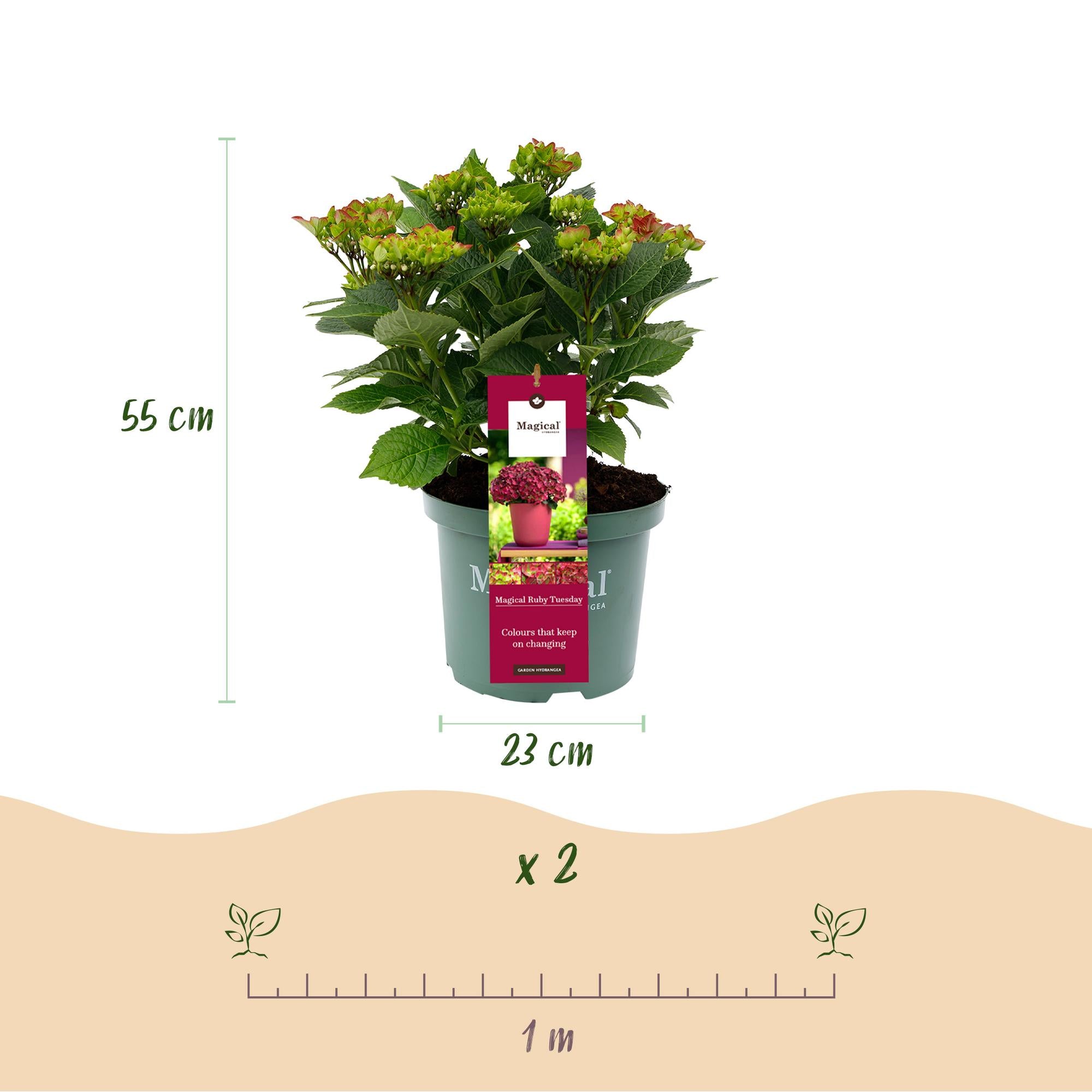 Terrasplant - Hortensia - Hydrangea Magical Teusday & Saphire - Rood - 6-10 Bloemen - Pot 23cm Hoogte 55cm
