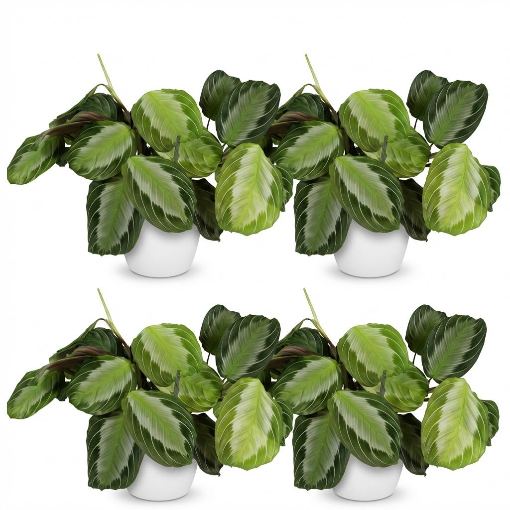 Kamerplant - Maranta Fascinator Silverband - Gebedsplant - Huisdiervriendelijke Plant - Groen - 4 Planten - met Potter Wit - Pot 12cm - Hoogte 25cm