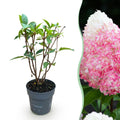 Tuinplant - Hydrangea panniculata Living Pink & Rose - Pluimhortensia - Winterhard - Roze - 1 Plant - Pot 12cm - Hoogte Hoogte 20-30cm