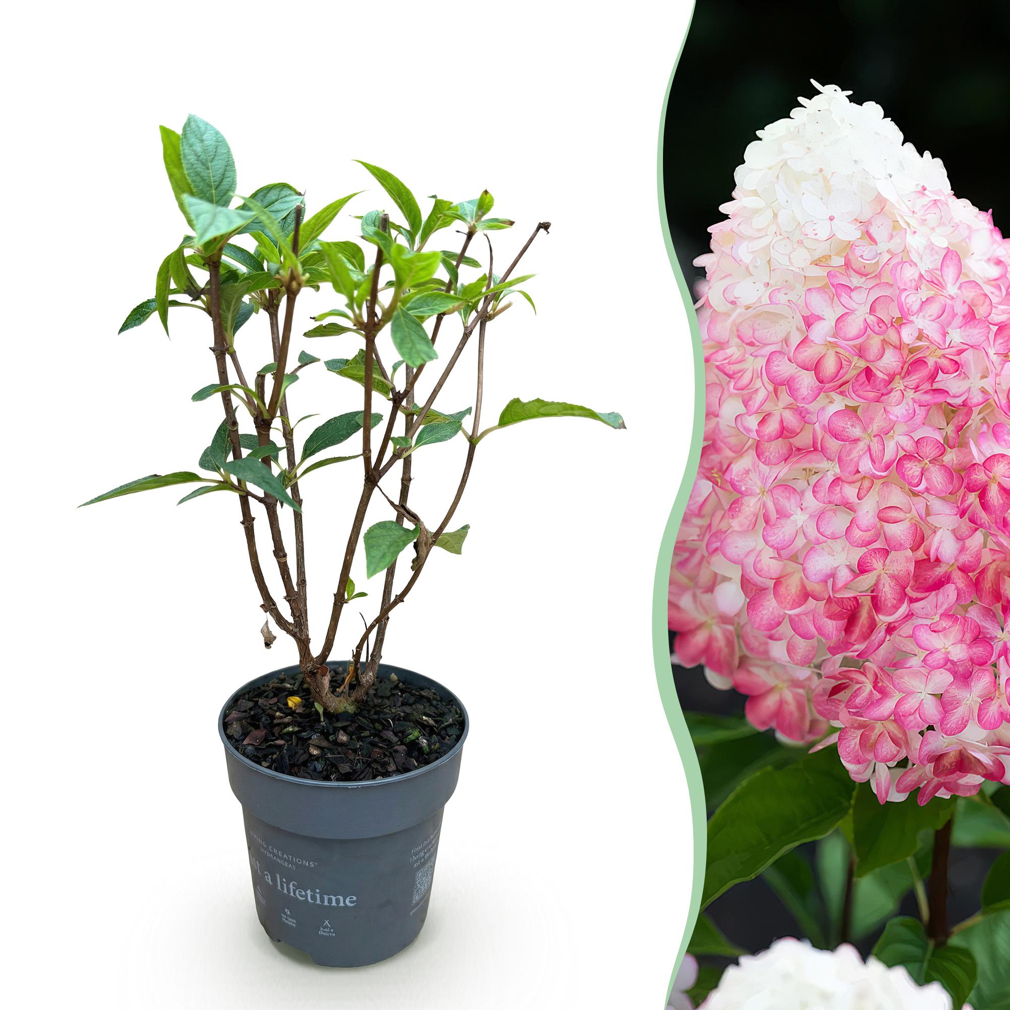 Tuinplant - Hydrangea panniculata Living Pink & Rose - Pluimhortensia - Winterhard - Roze - 1 Plant - Pot 12cm - Hoogte Hoogte 20-30cm