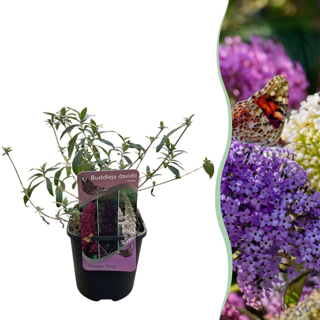 Vlinderstruik - Buddleja davidii Tricolour - Bloem Roze , Wit en Paars - 1 Plant - Bladverliezend - Vlinderlokkend -  Pot 17cm Hoogte 30cm
