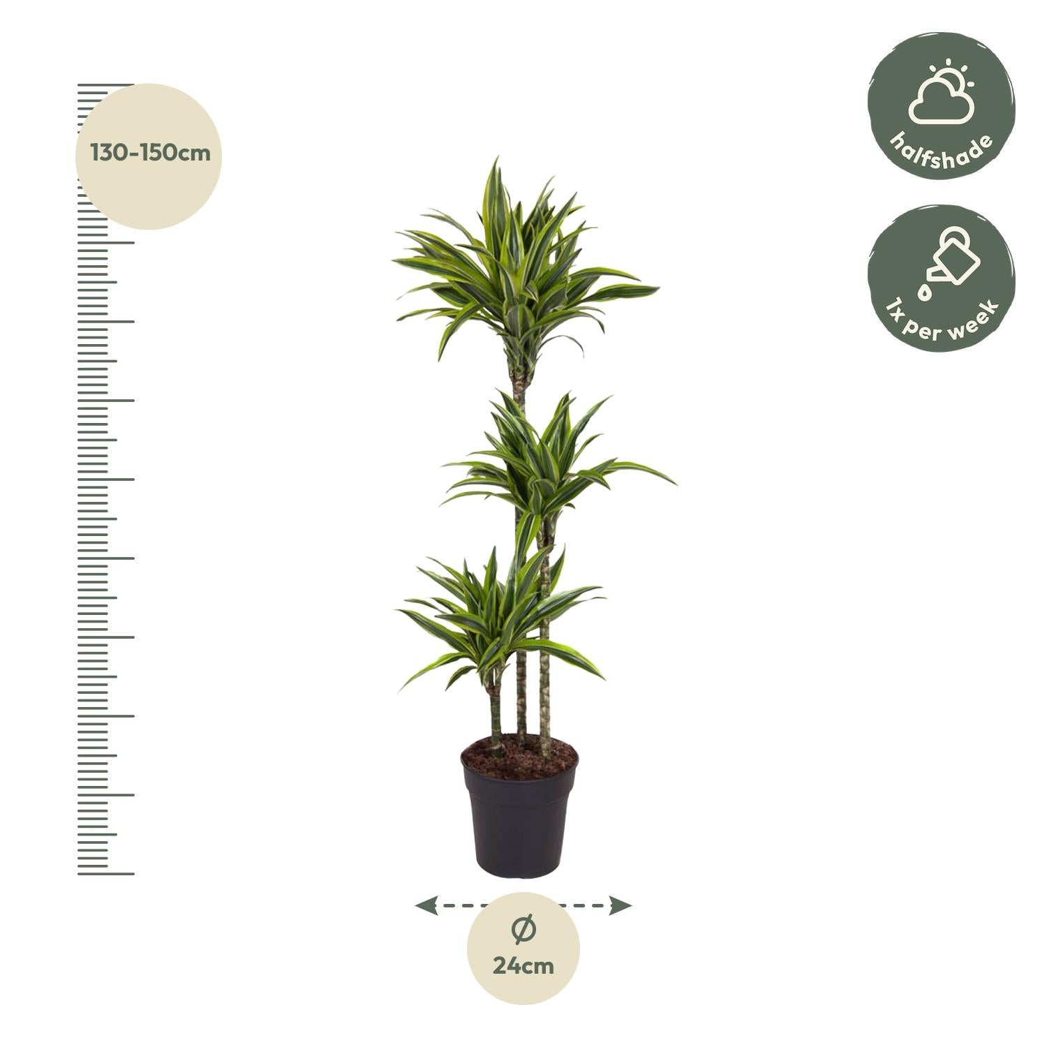 Dracaena Lemon Lime - 160 cm - ø27