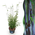 Grassen - Fargesia nitida Black Dragon - Niet Woekerende Bamboe - Bladhoudend - Groen - 1 Plant - Pot 23 cm - Hoogte 80 cm