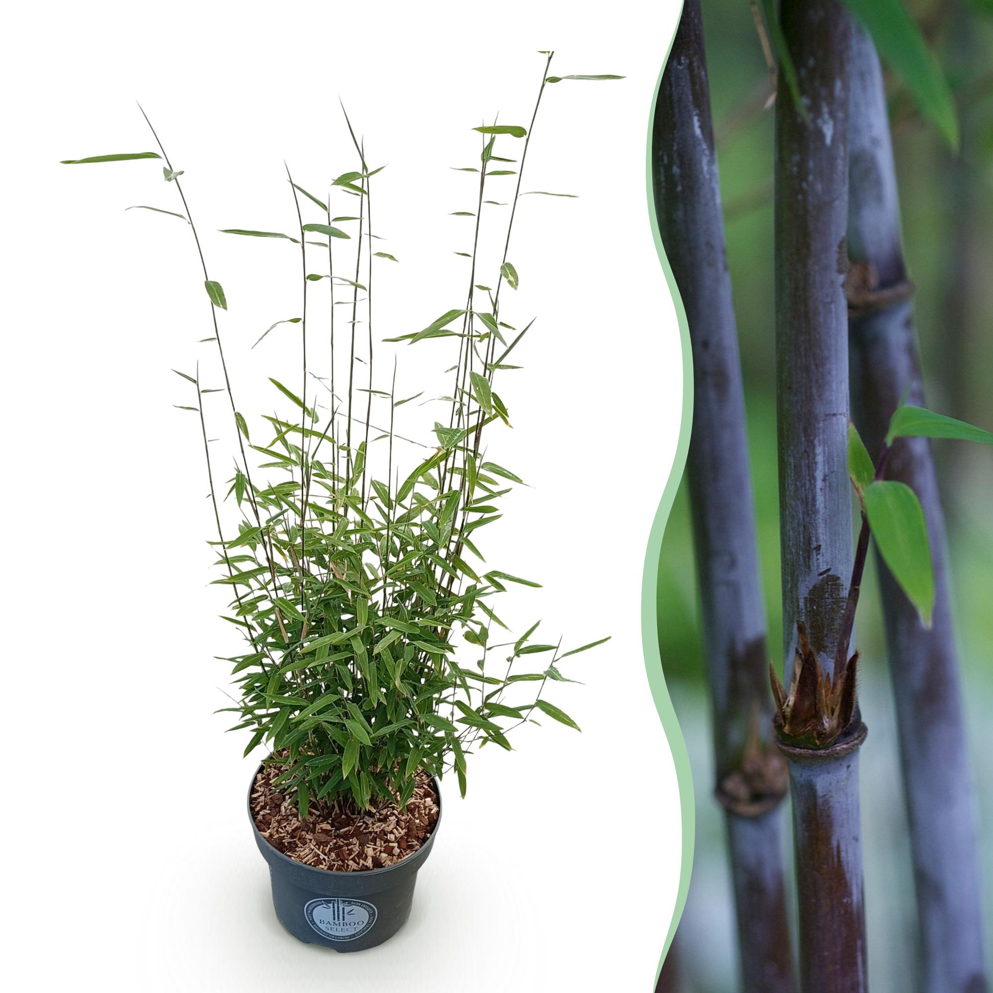 Grassen - Fargesia nitida Black Dragon - Niet Woekerende Bamboe - Bladhoudend - Groen - 1 Plant - Pot 23 cm - Hoogte 80 cm