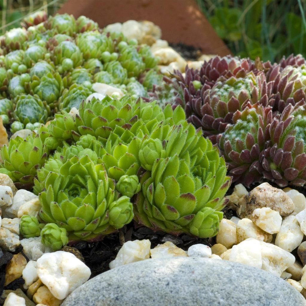 Bodembedekker - Winterhard -Sempervivum Big Sam - 8 Planten - Diversen kleuren - Weinig Onderhoud - Pot 14 Hoogte 17