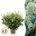 Terrasplant - Skimmia japonica Finchy - Bloem Wit - 40+ Bloemen - 2 Plant - Winterhard - Pot 19cm Hoogte 60cm