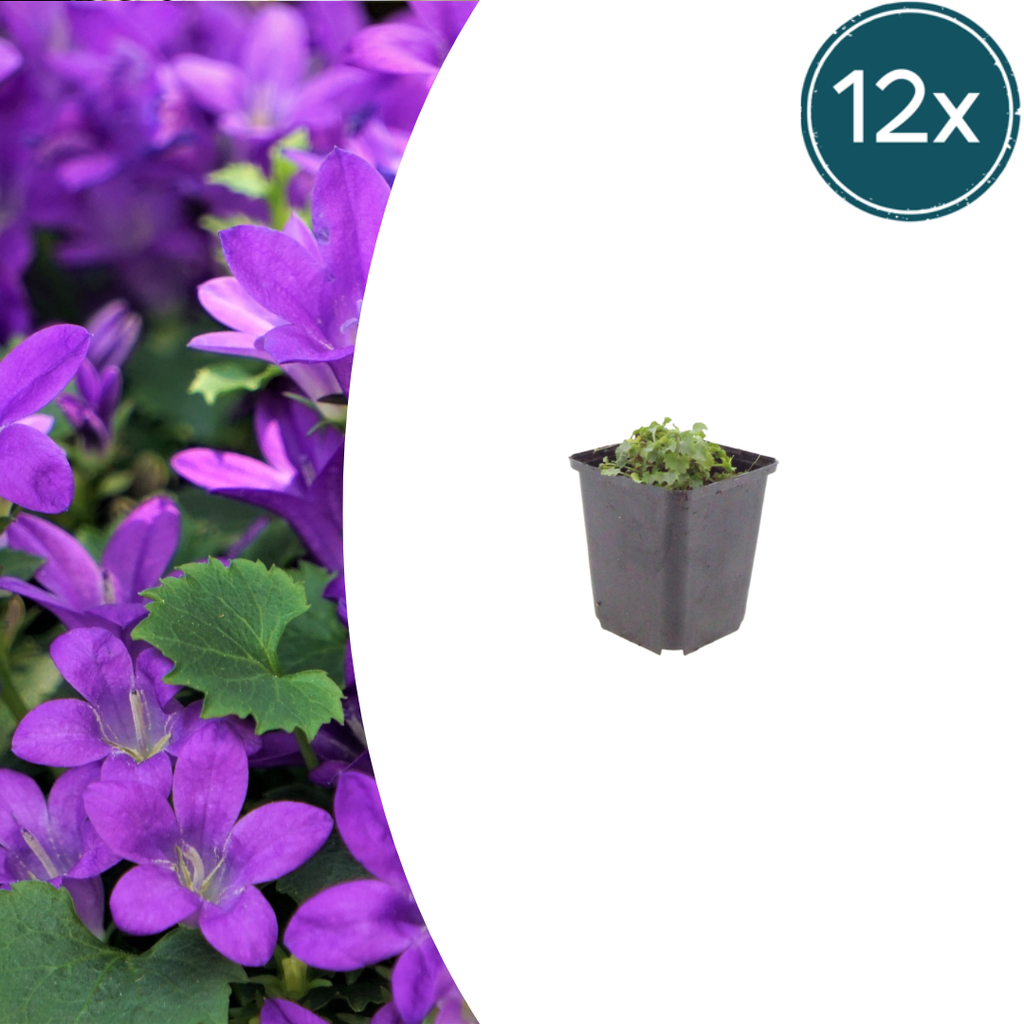 12x Campanula portenschlagiana - ↕10-25cm - Ø9cm