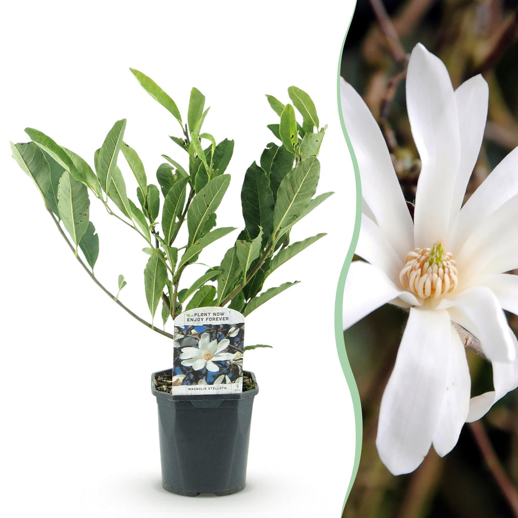 Heesters -  Magnolia Stellata  - Bloem Wit  - 1 Plant - Bladverliezend - Weinig Onderhoud - Pot 17cm Hoogte 45cm